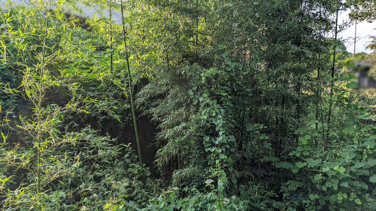 ジャングル化した庭