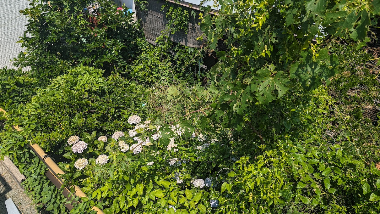 ジャングル化した庭