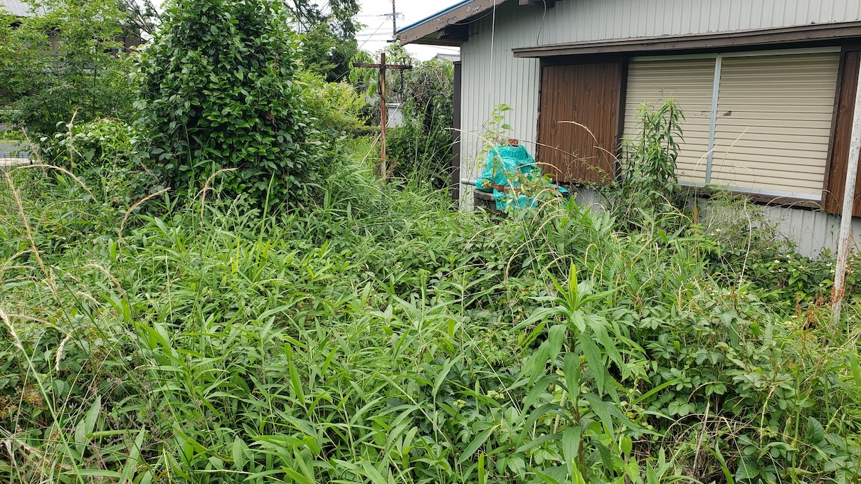 ジャングル化した庭