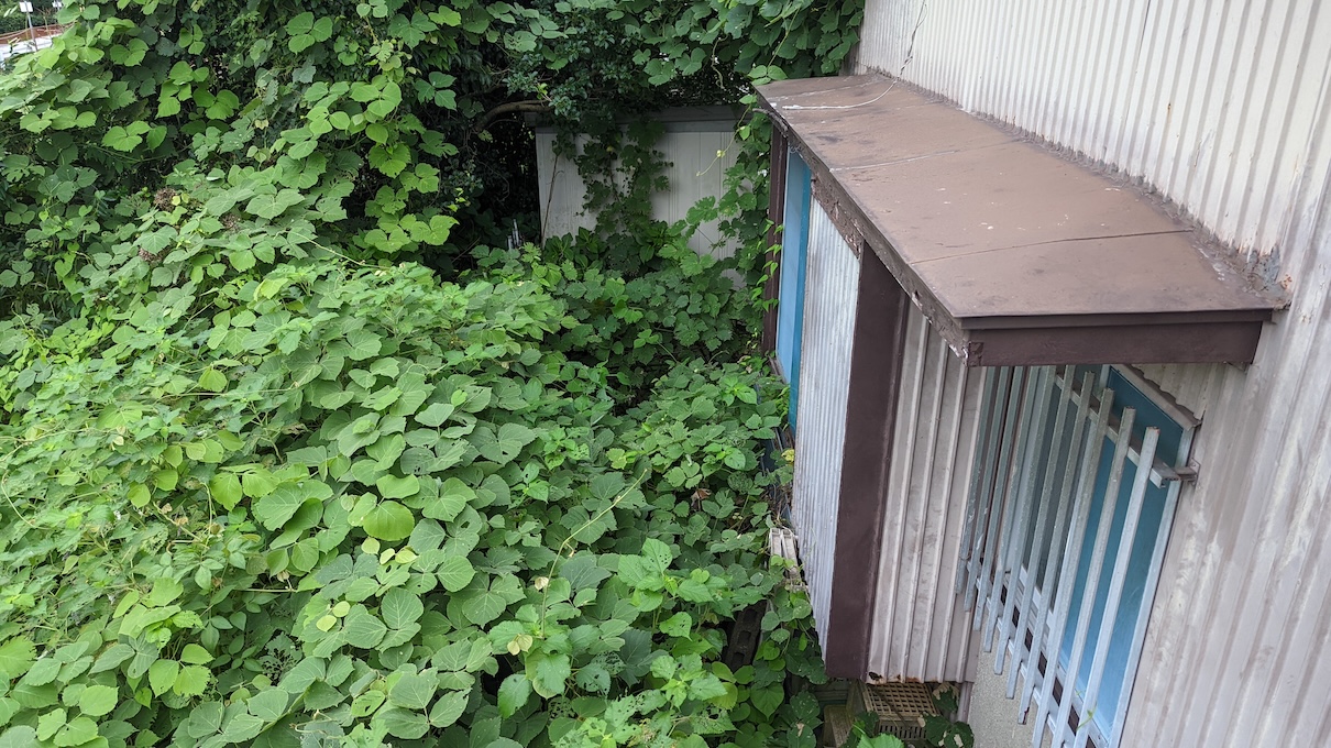 ジャングル化した庭