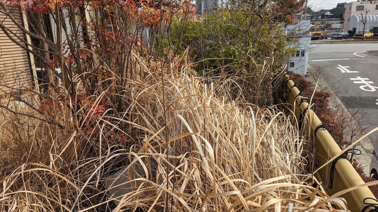 ジャングル化した庭