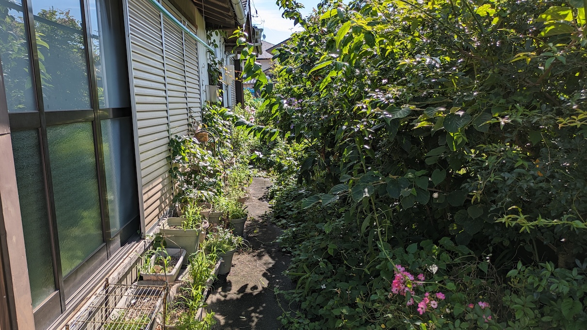 ジャングル化した庭