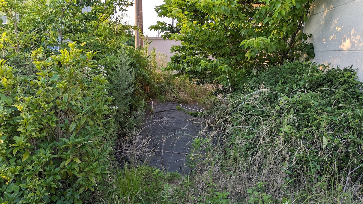 ジャングル化した庭