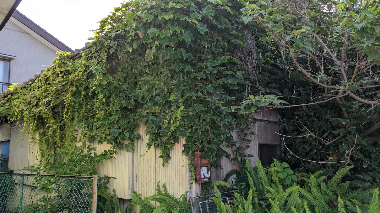 ジャングル化した庭