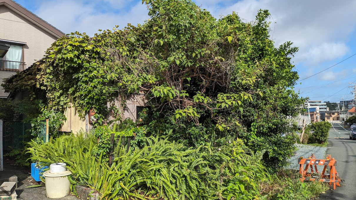 ジャングル化した庭