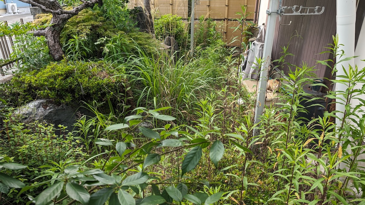 ジャングル化した庭