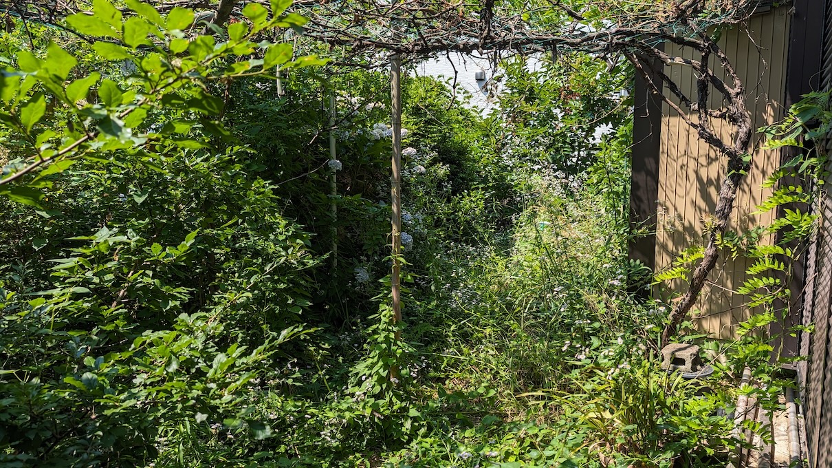 ジャングル化した庭