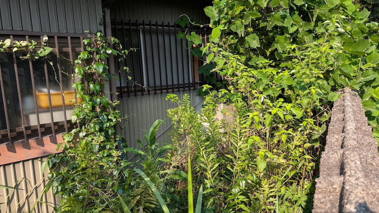 ジャングル化した庭