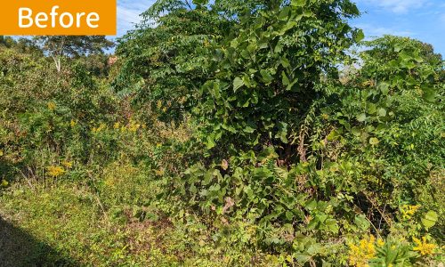 ②Beforeオレンジ